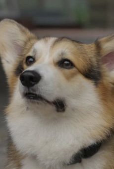 Изображение актера Шкипер