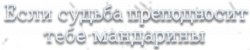 Логотип Когда жизнь даёт тебе мандарины (2025)